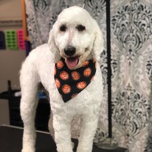 Meet your Posher, William